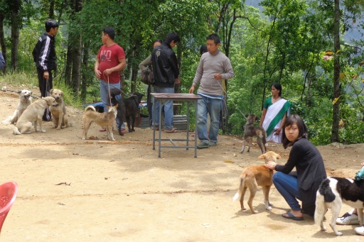 Animal Birth Control (ABC) & Anti-Rabies Vaccination (ARV) camp in Lower Bidyang, Kalimpong.